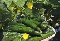 哪个网红连麦吃瓜好看一点,精彩瞬间大盘点！